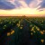 Daffodils Of Washington - Skagit Valley Tulip Fields, Washington