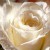 white  rose